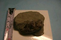 藏品(魚骨)的圖片